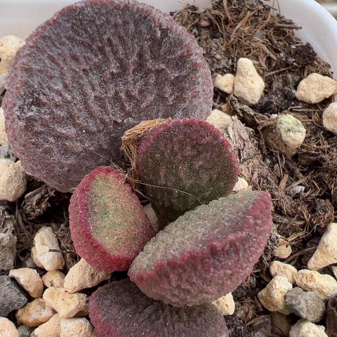 实生新品大苗多肉植物