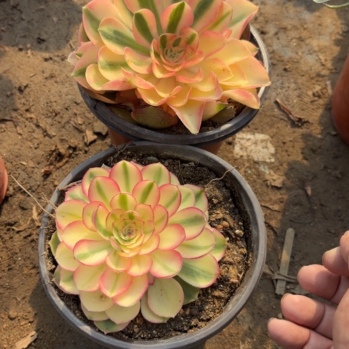 2颗多肉法师3209