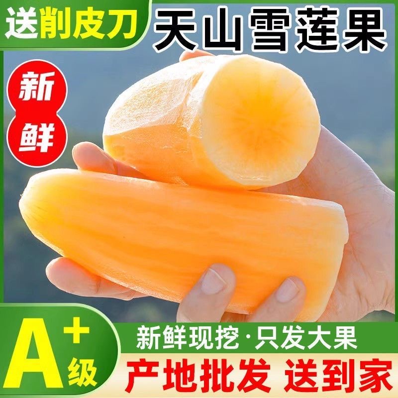 云南天山雪莲果黄心新鲜应季水果清甜脆爽多汁现挖3斤5斤9斤低糖