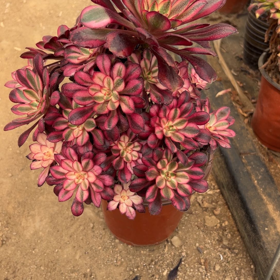 796多肉植物   香奈儿 不周正   