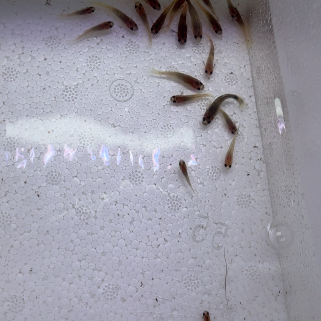 孔雀鱼粉猫苗20条