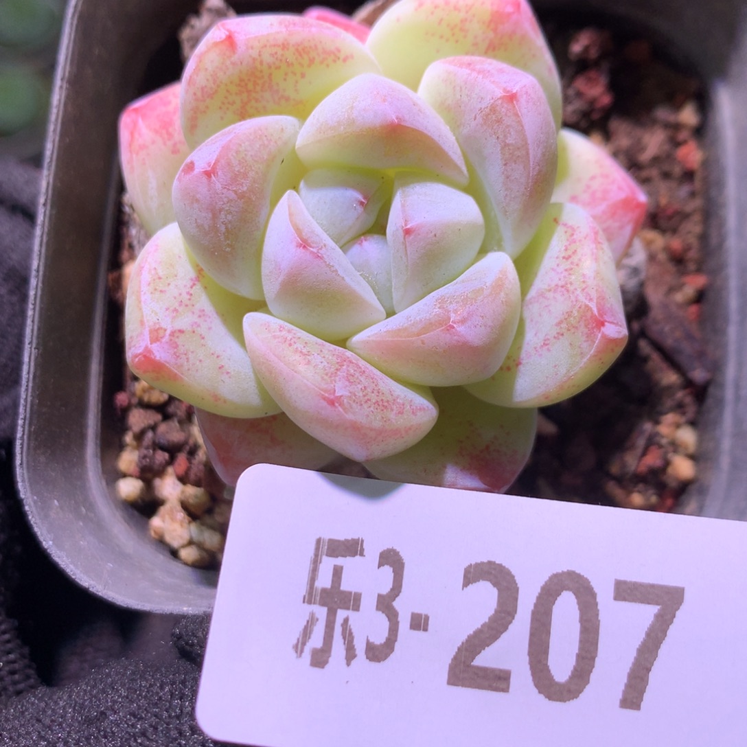 乐然 3-207 冰玉 