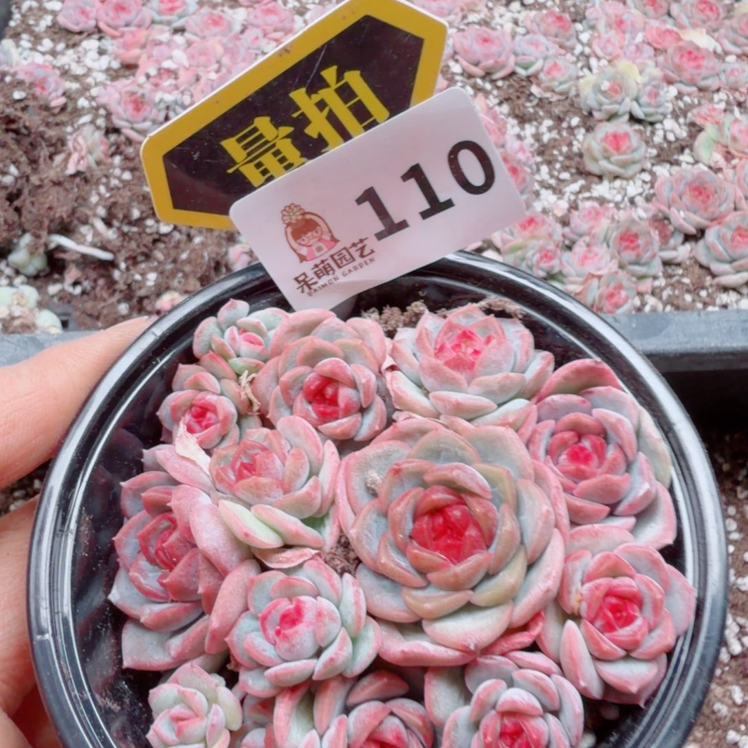 多肉植物多肉植物