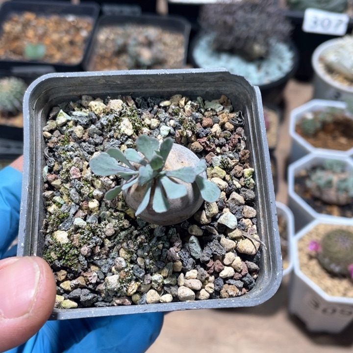 422产地格加厚墩菊