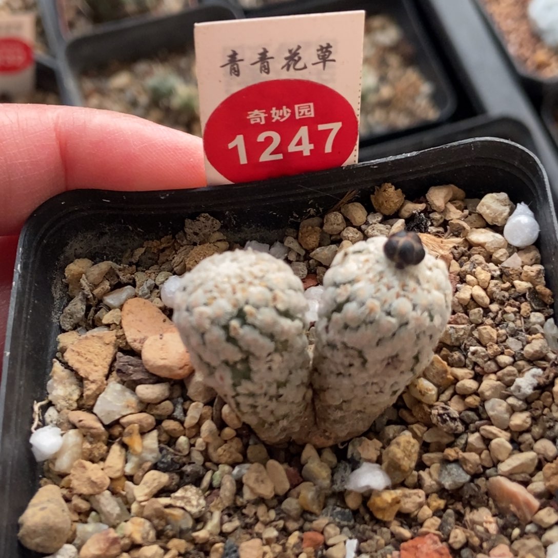 实生带花苞双头蔷薇丸