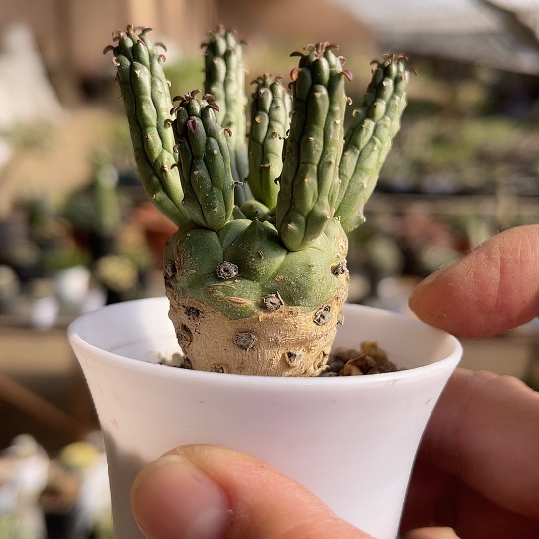 实生九头龙块根一物一拍