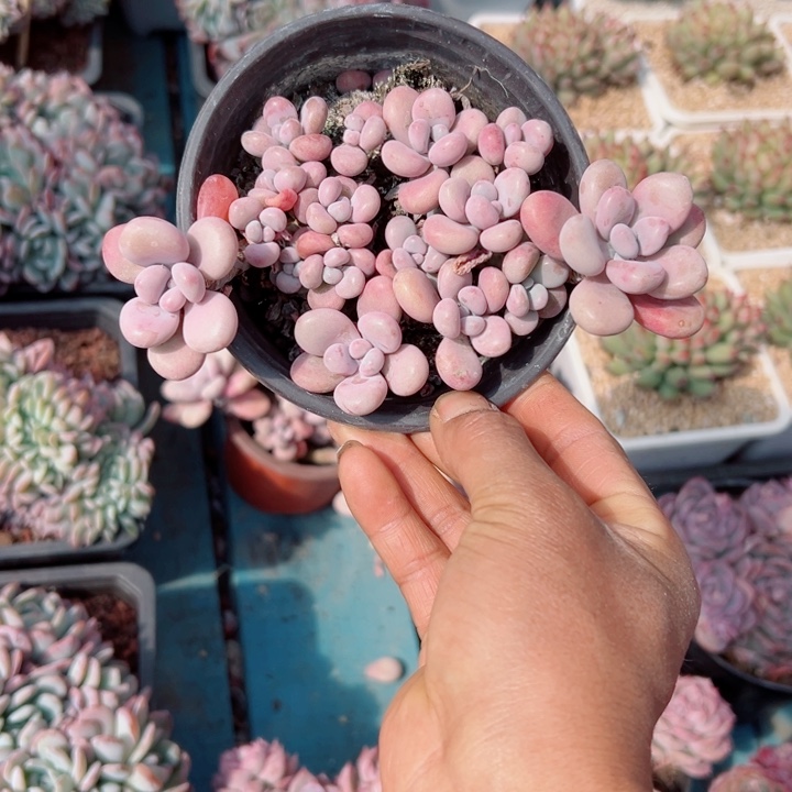 精品多肉植物老桩