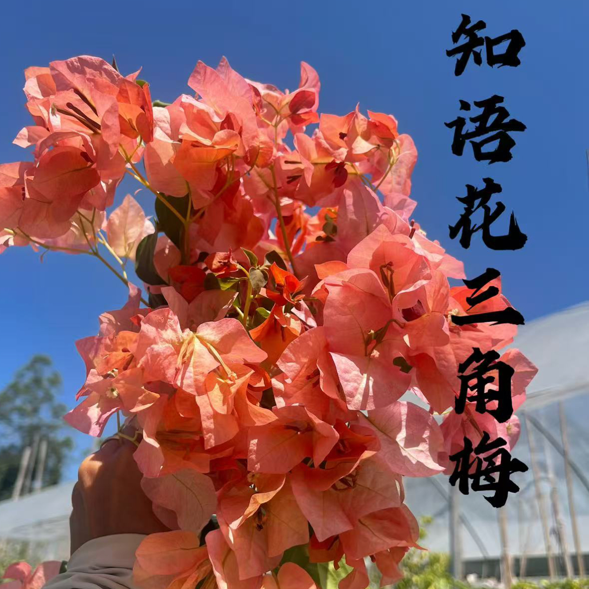 三角梅原生盆栽四季开花原盆原土发货｛一物一拍｝