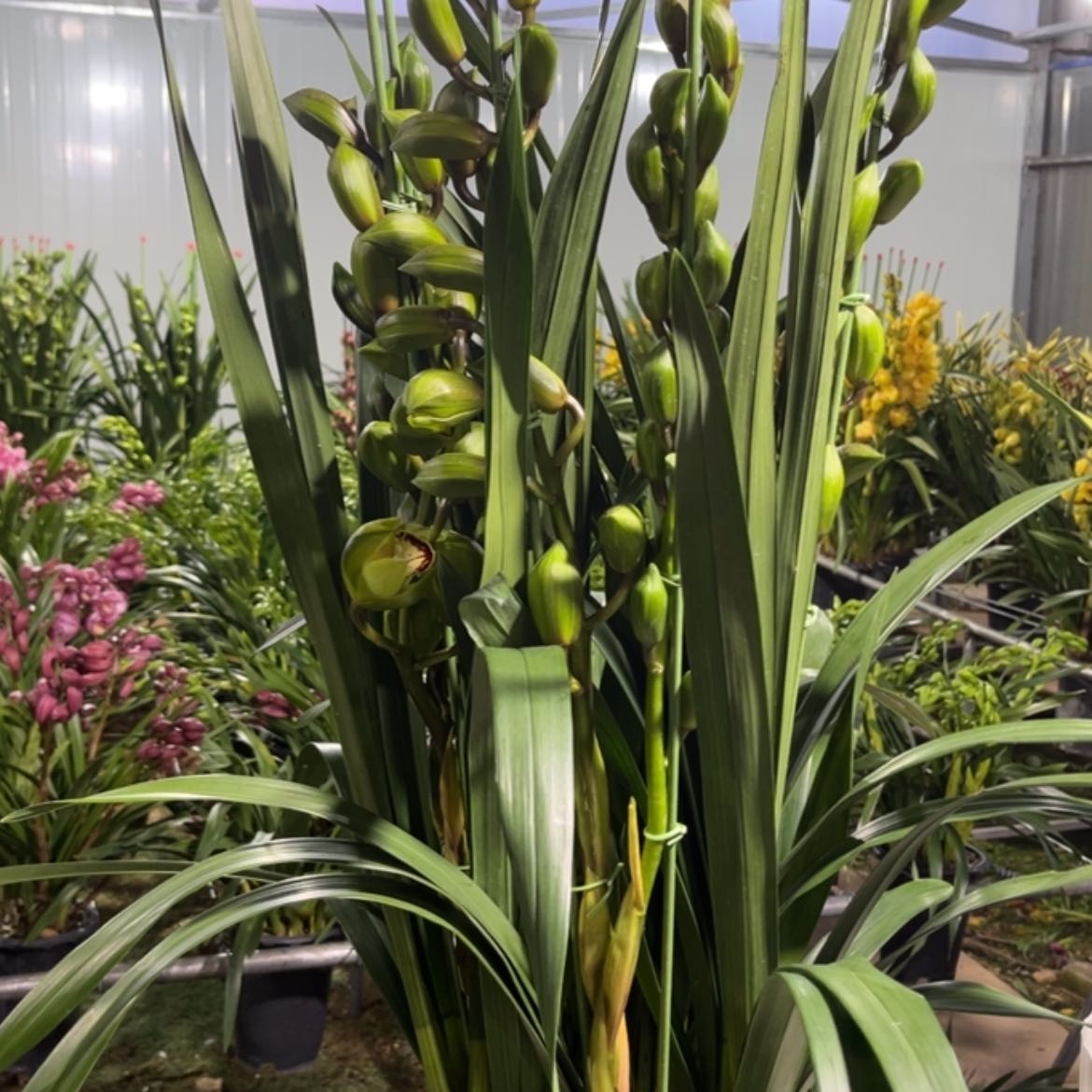 大部分花苞少量开放?****?与观音小爱