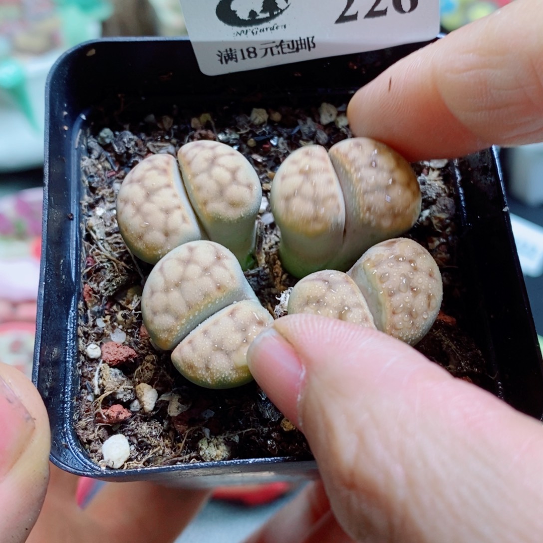 生石花花花花花花花226