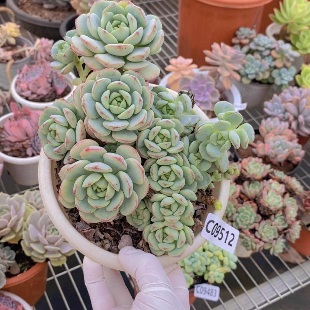 王***·9512香草一物一拍