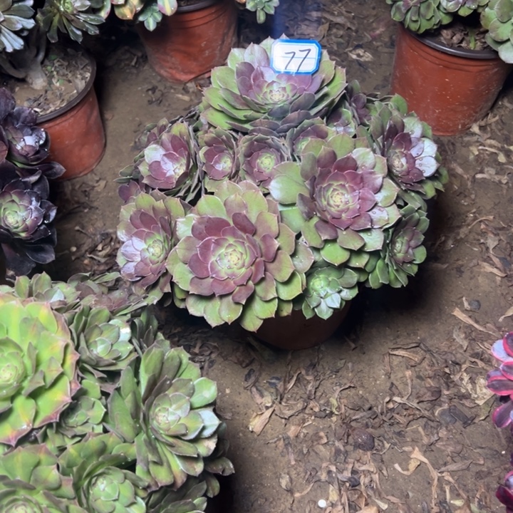 多肉植物沙拉碗77