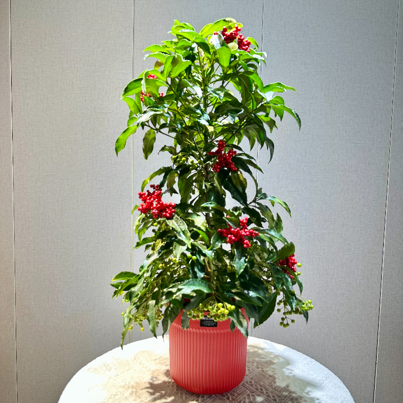带绿果发货富贵籽盆栽耐阴花卉净化空气室内观果植物