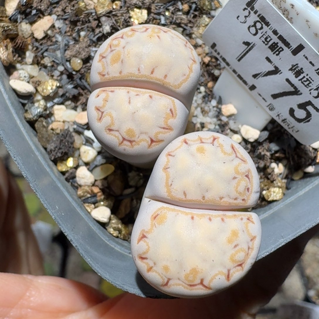 z好看的便宜卖啦1775