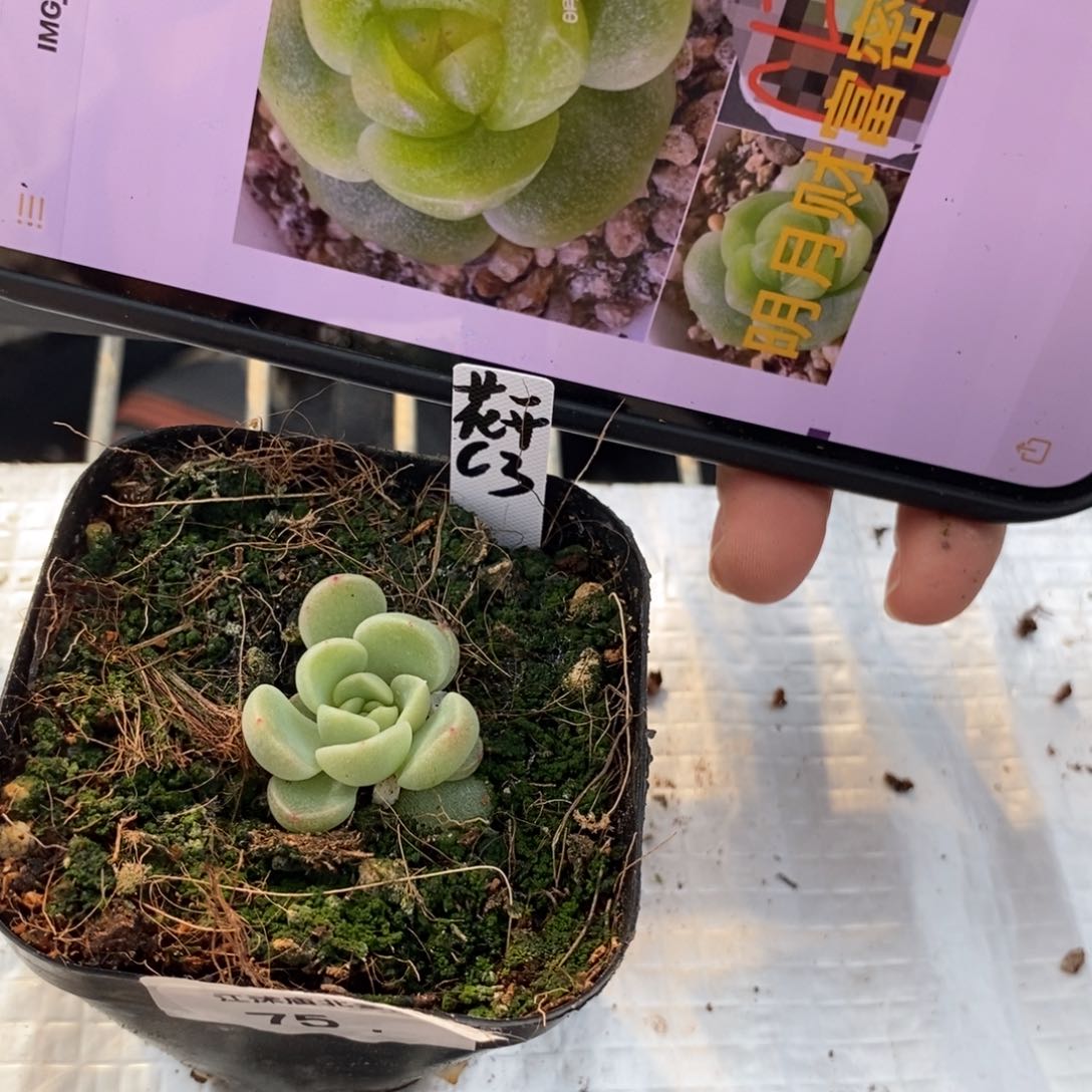 标签75明月财富3一个多肉