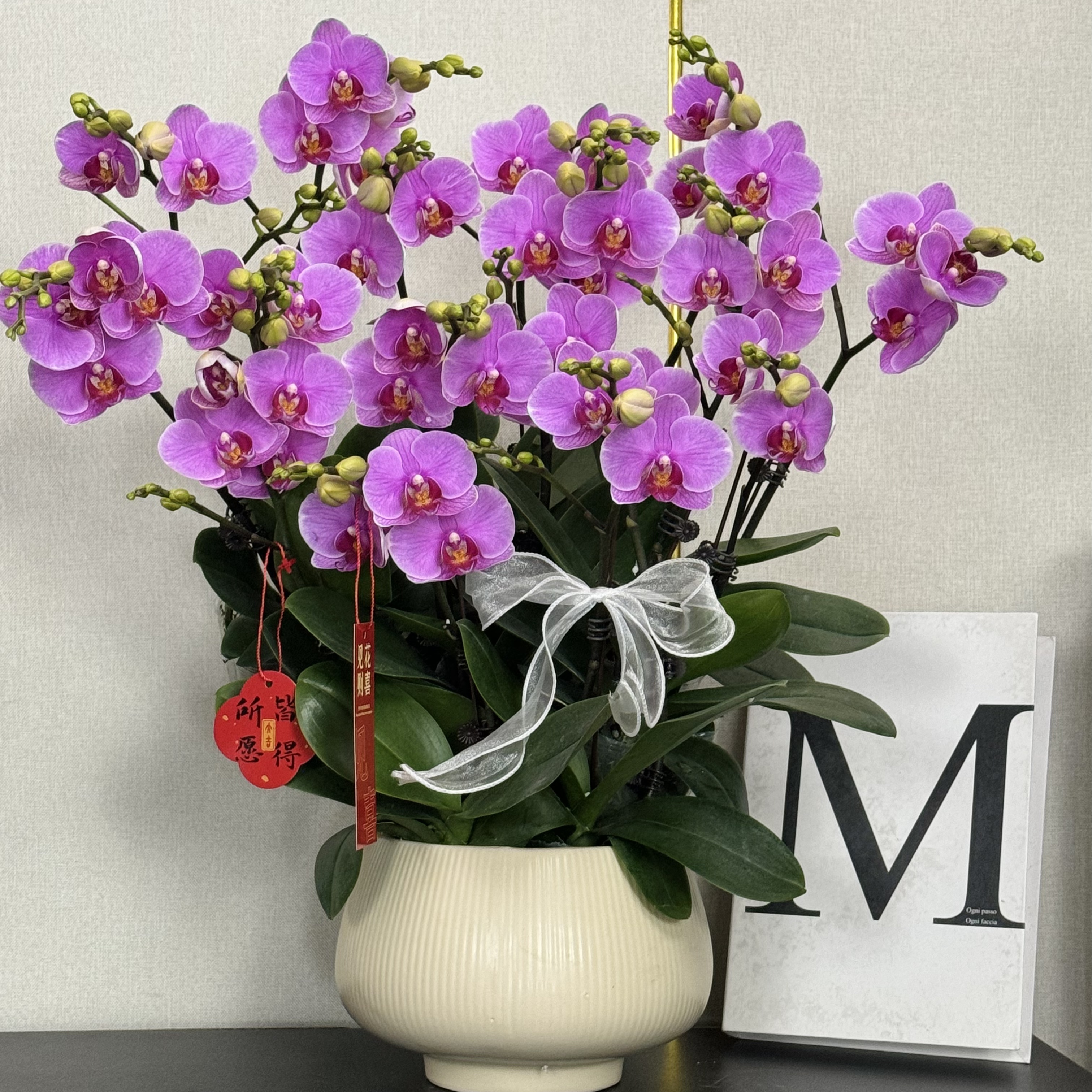 福禄禧【紫蝶】蝴蝶兰盆栽花卉观花植物室内四季开花陶瓷盆4