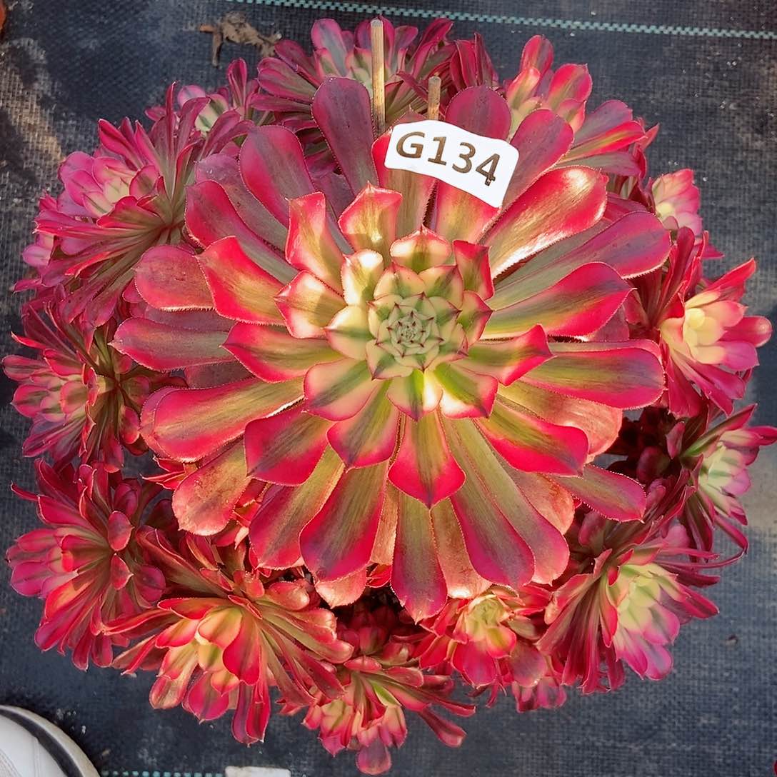 红陶134红铜白3多肉