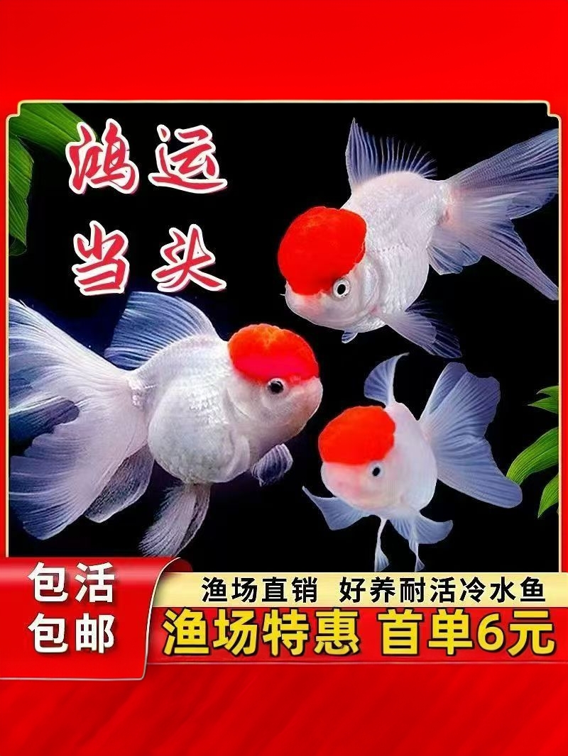 【1号】11-13厘米大金鱼精品观赏鱼国狮龙睛【顺祥】