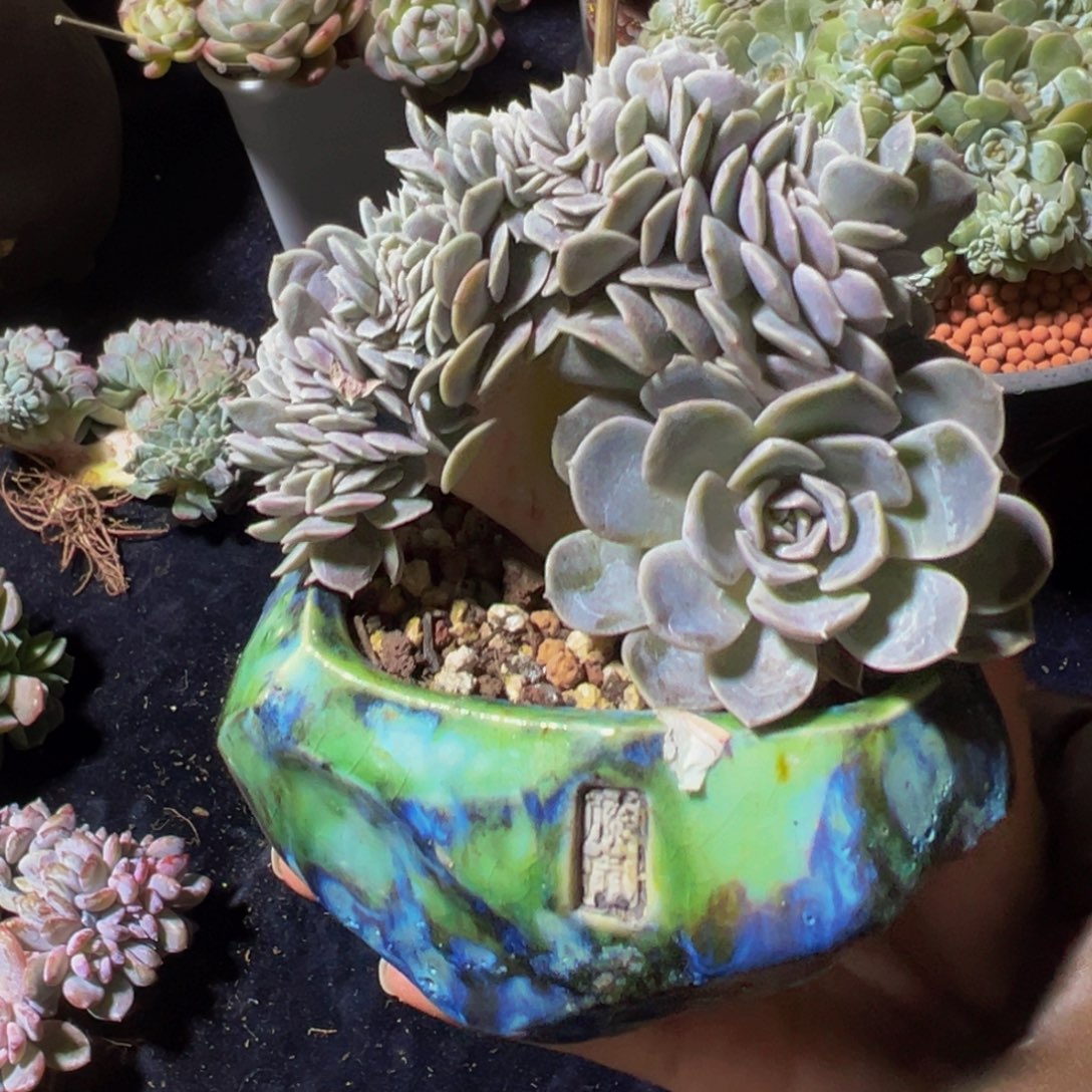 汉堡缀化天天开心