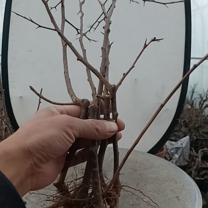 当前无花朵，栽培后可花朵