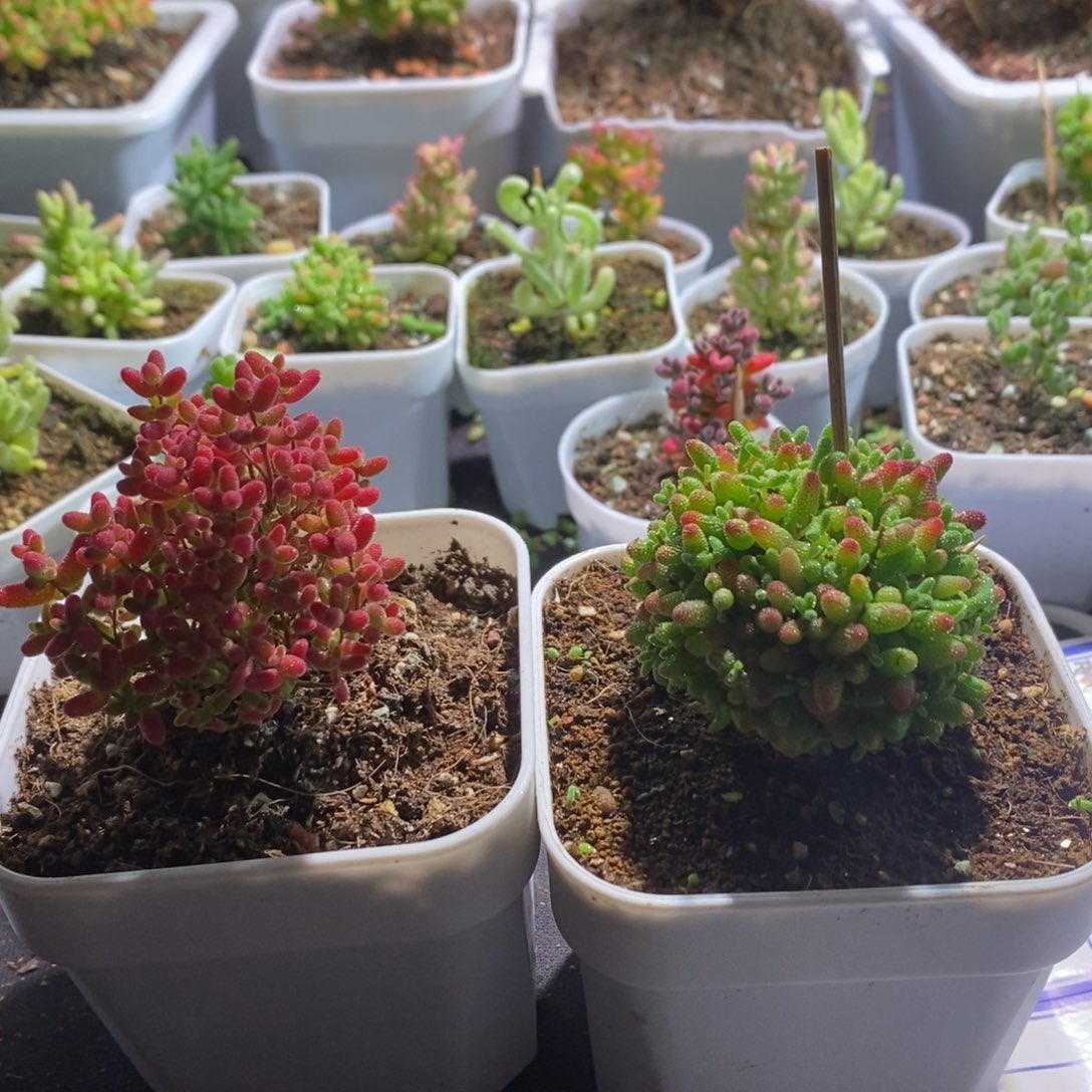 蜜橘糖球带盆土发货一物一拍