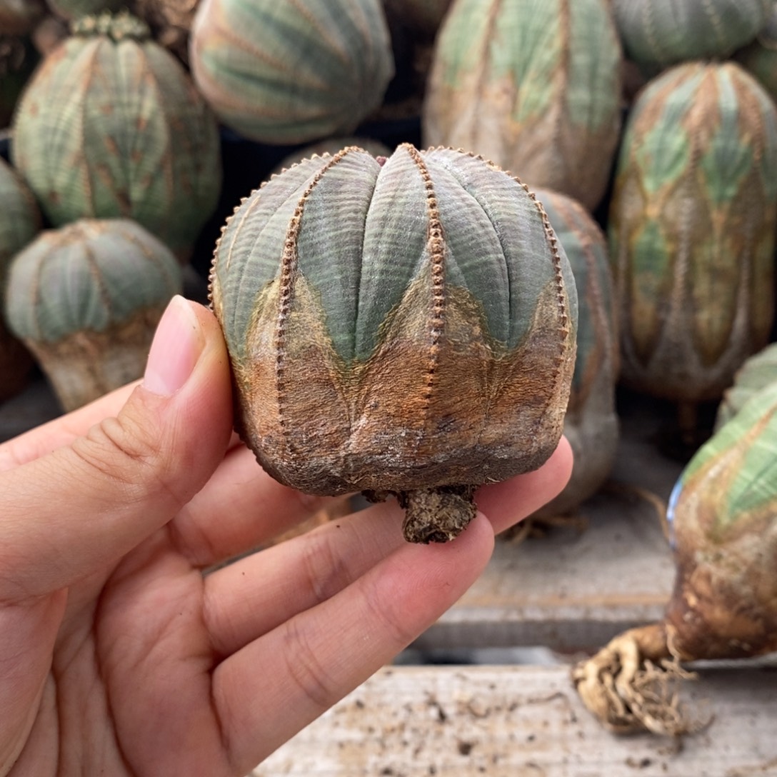 5原产地布纹球一物一拍