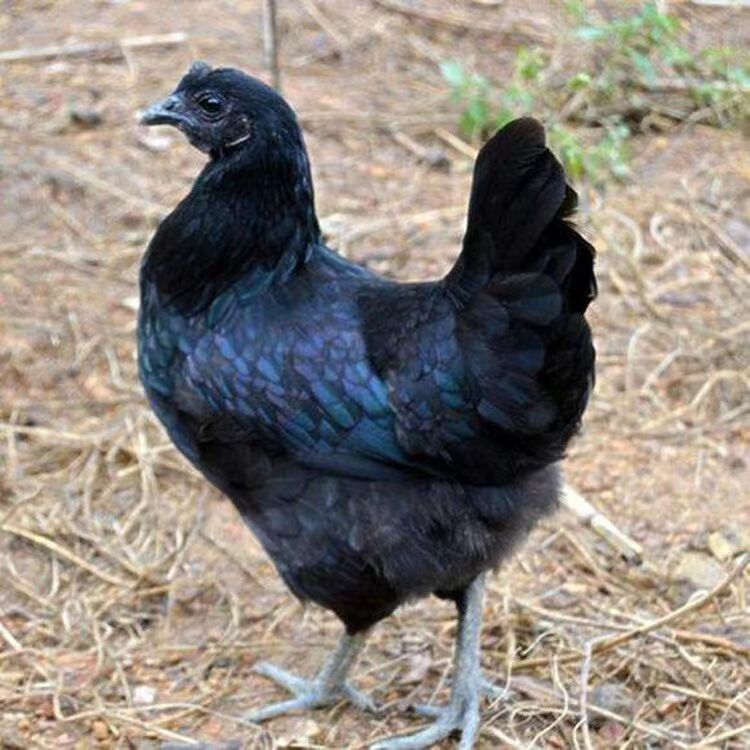 乌凤宠物鸡12只（包邮）