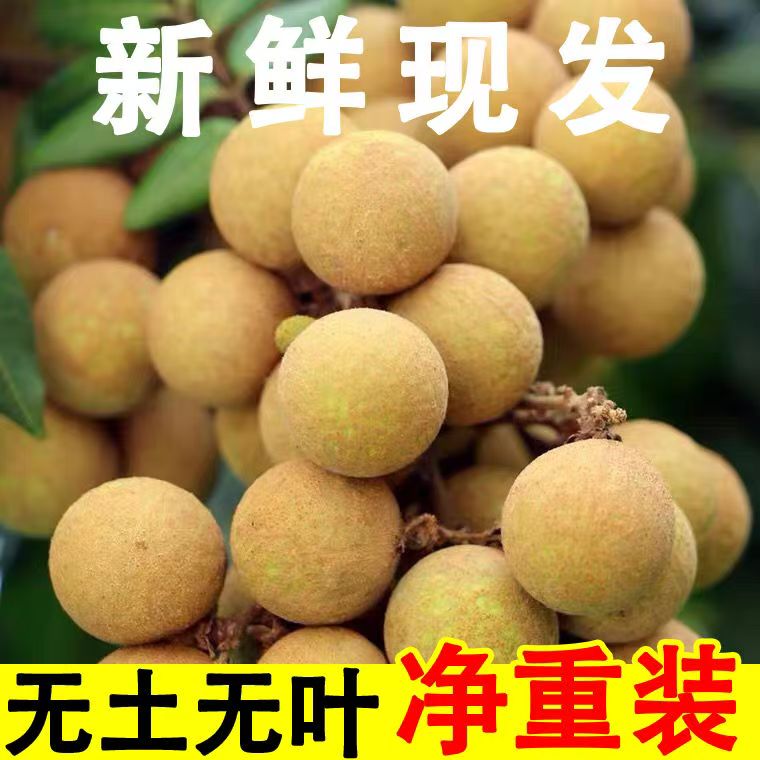 泰国进口小核龙眼新鲜桂圆当季现摘应季孕妇水果批发桂圆大果
