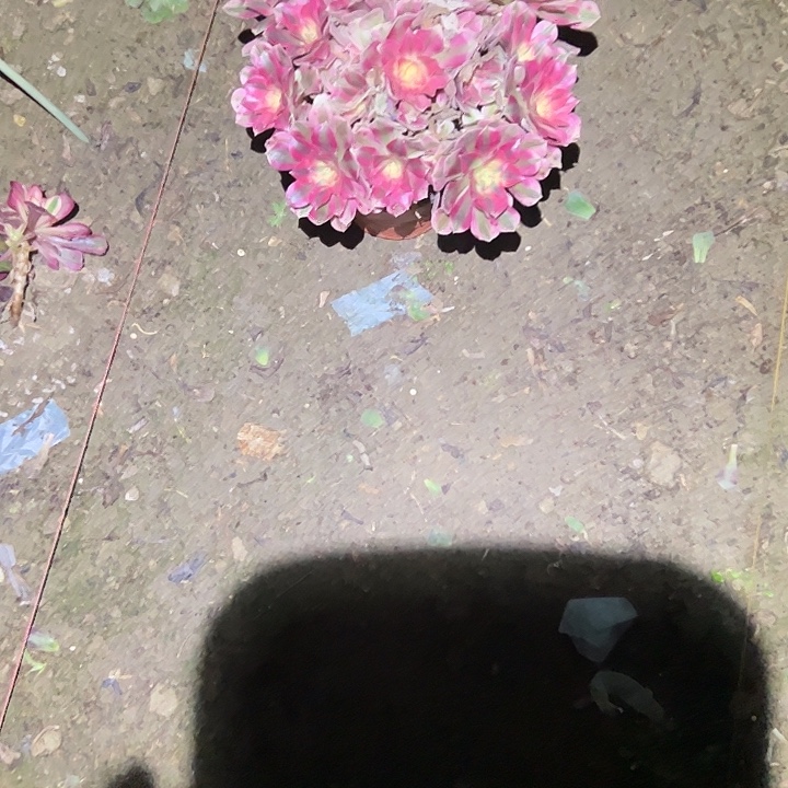 莫***然不包侧枝一物一拍50