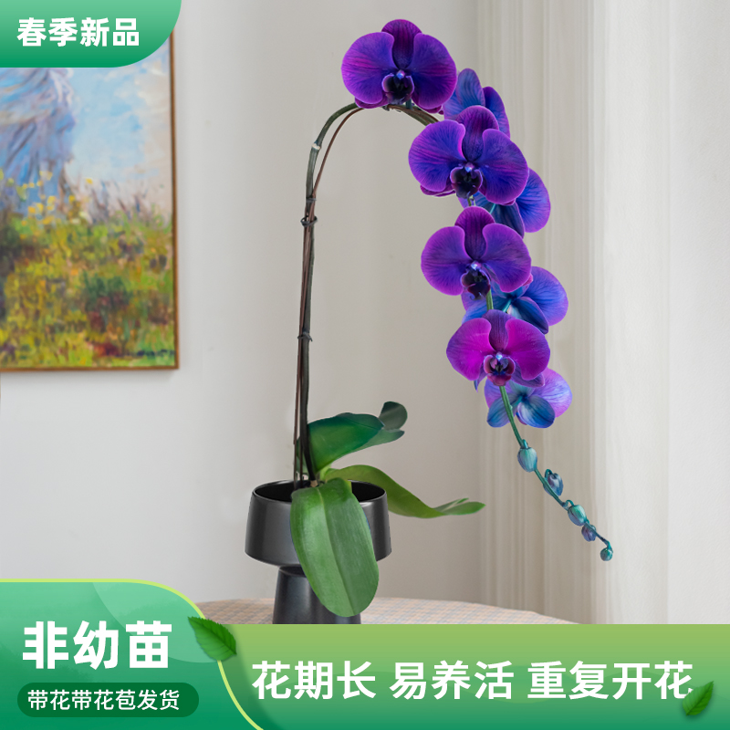 金色池塘蝴蝶兰基地【黑曜石】高端送人新年礼物大花型蝴蝶兰盆栽