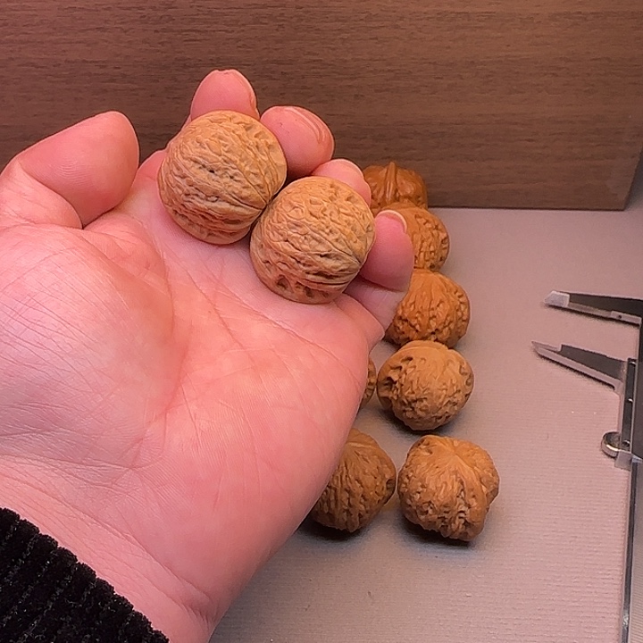 丨***丨核桃铁锤妹妹文玩核桃33