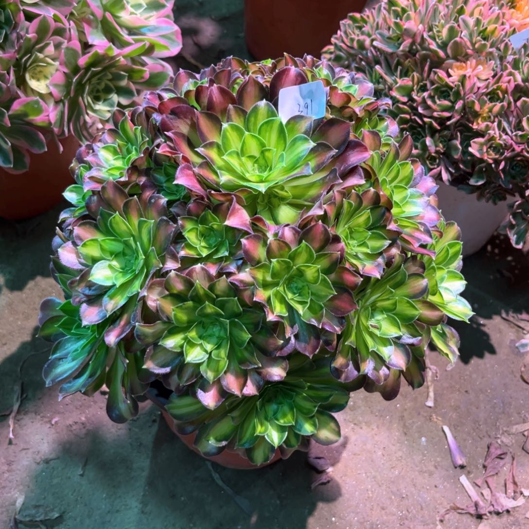 多肉植物韶华391