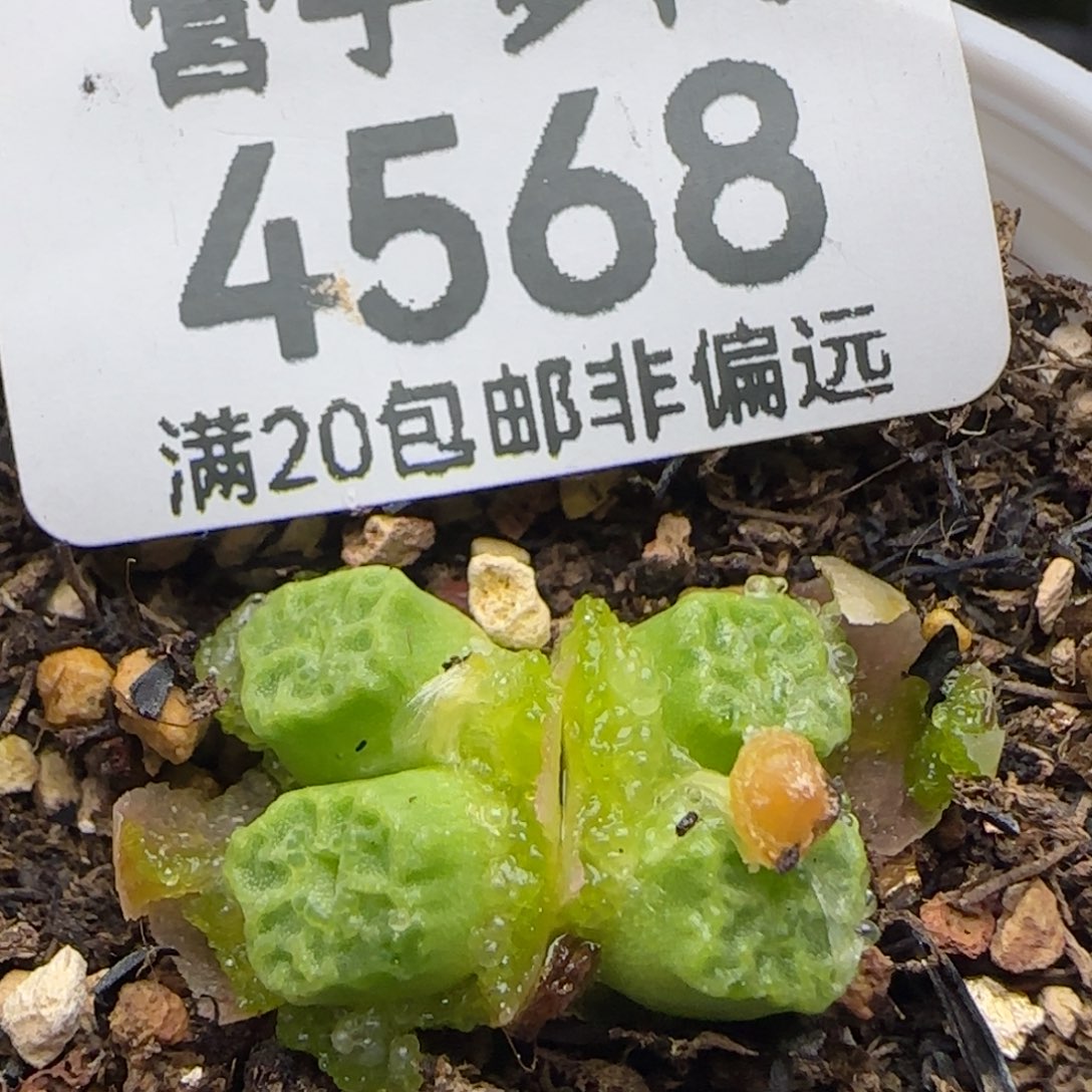 1410.657带盆土。      