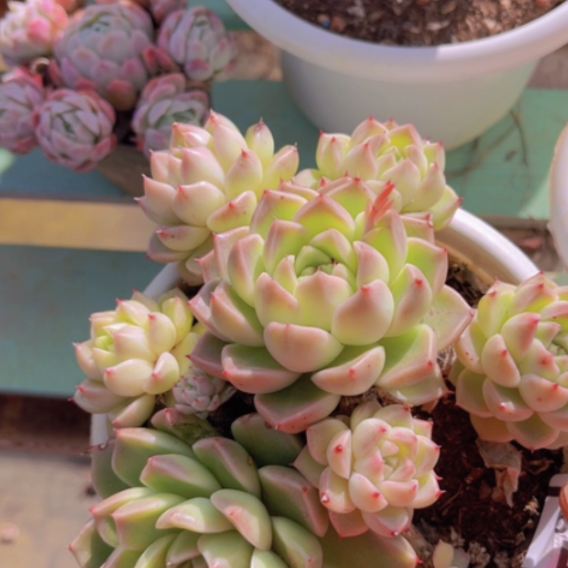 【闪购商品】石英06269