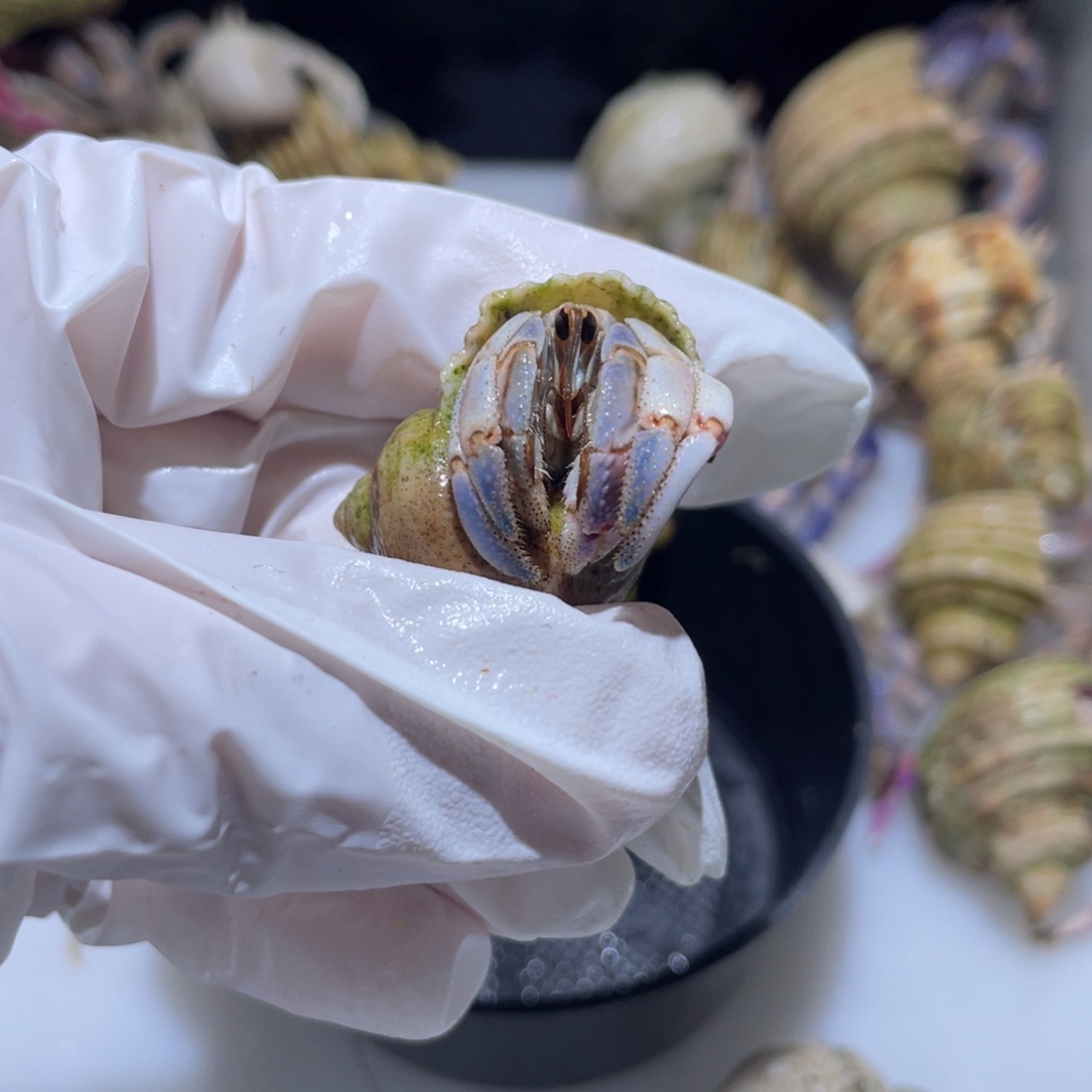 A7 紫陆粉蓝1.6口