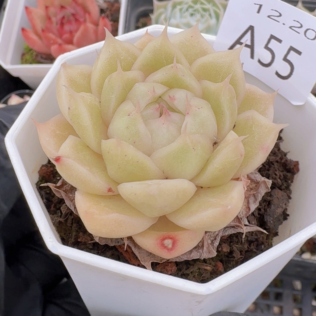 黄体麦秆单头一颗脱土发货