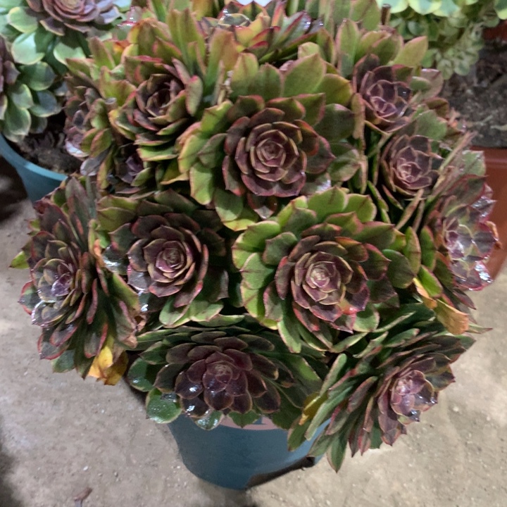 872半夏多肉植物特价