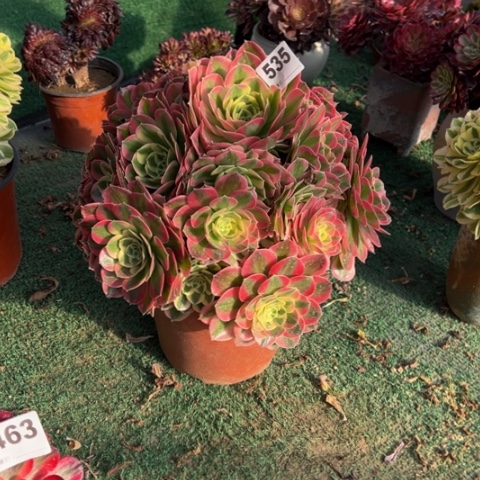 535白凤手捧多肉，