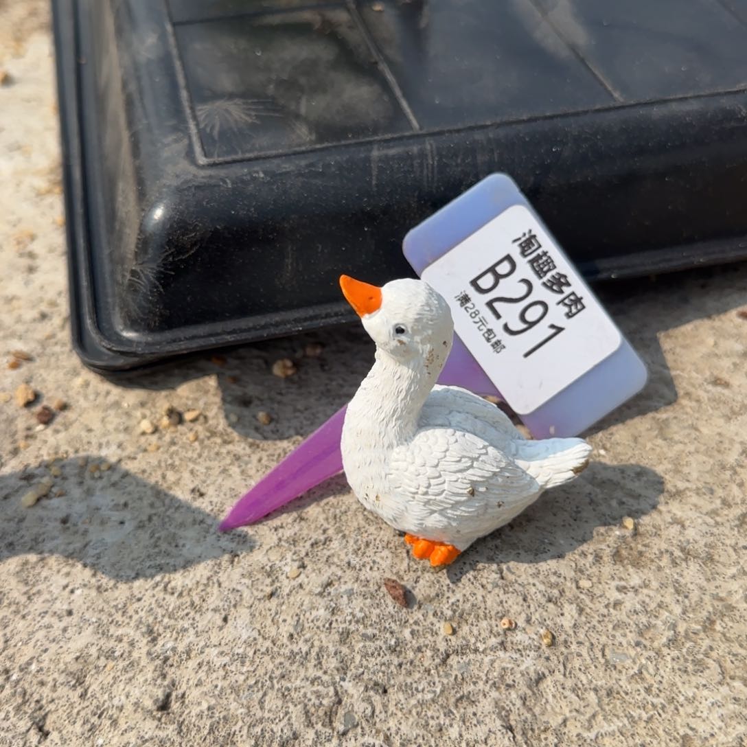 多肉植物，鹅鹅鹅，曲项向天歌