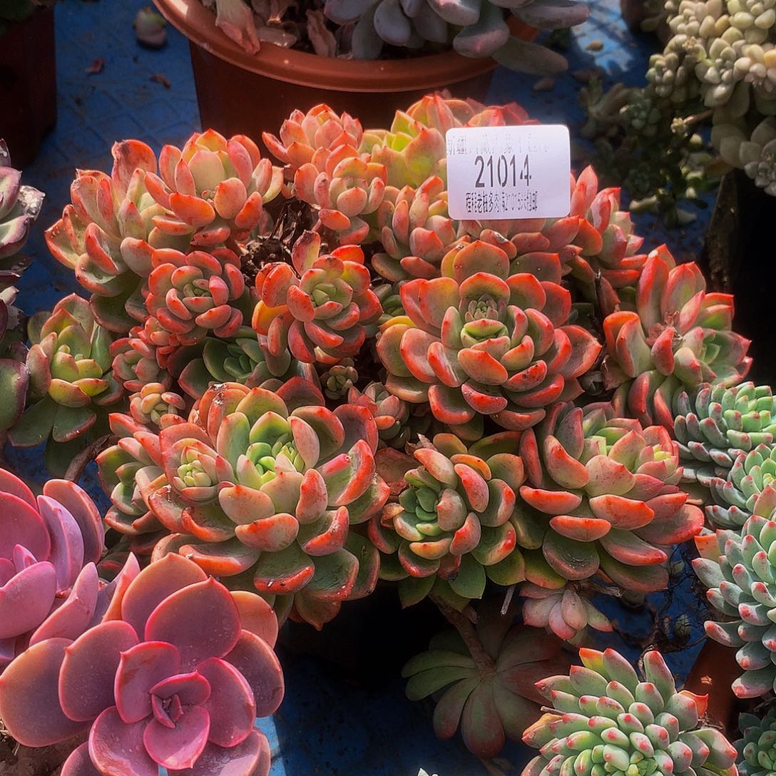 谭***憨芬达21014多肉多肉多肉