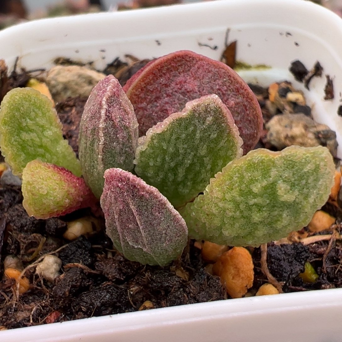 实生新品大苗多肉植物