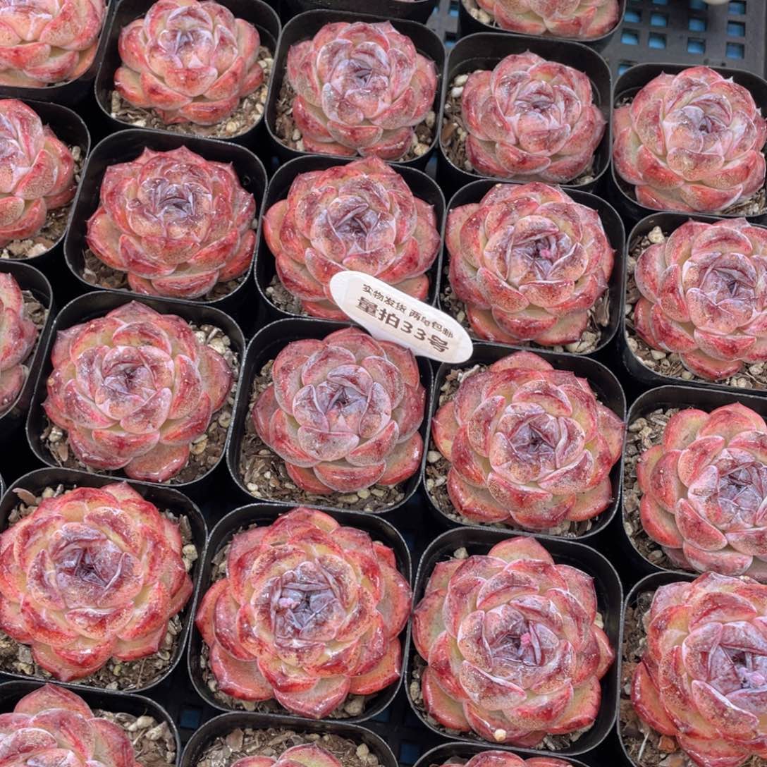 量拍33号全状态丸叶黑橙单头一个