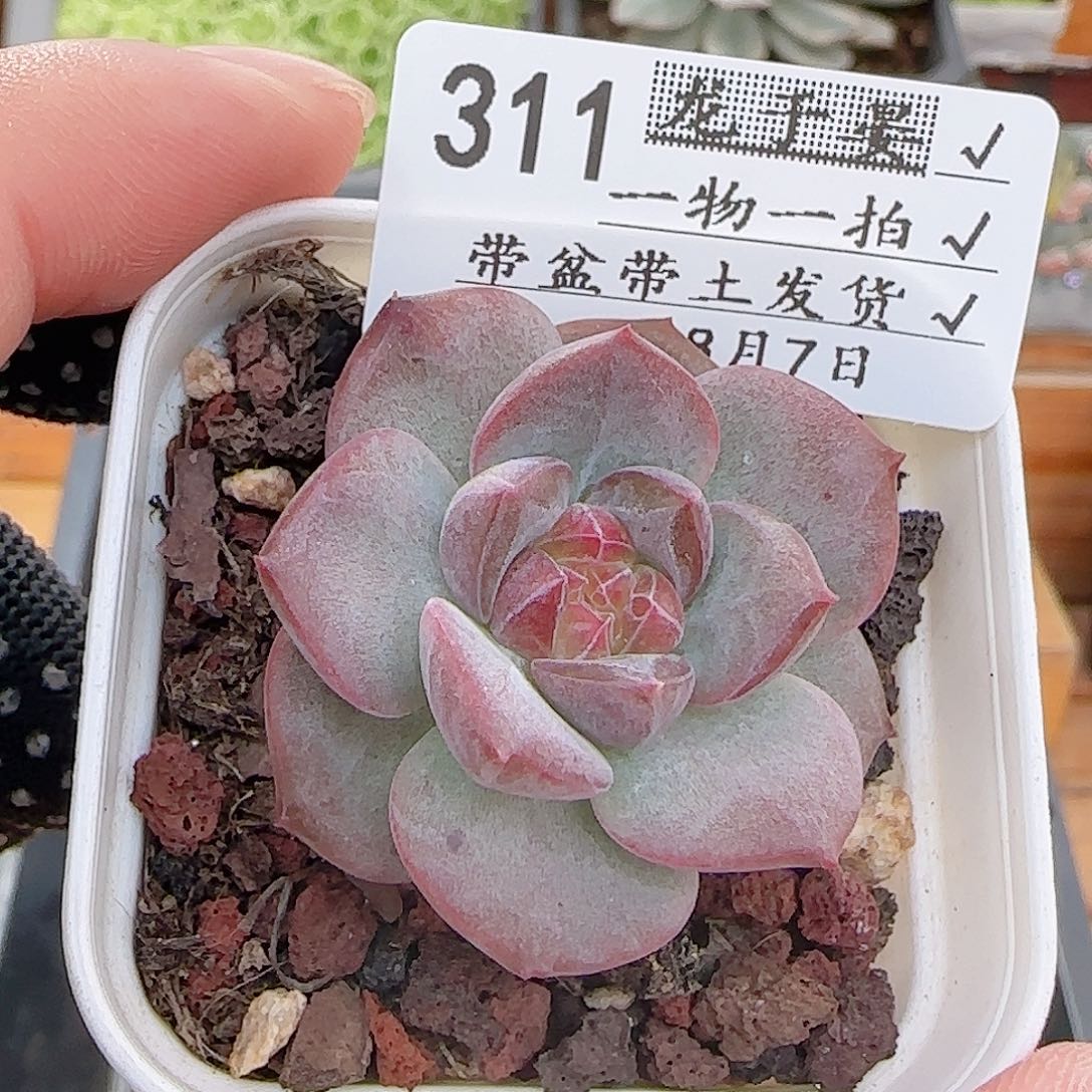 多肉0807-311糖心糖心