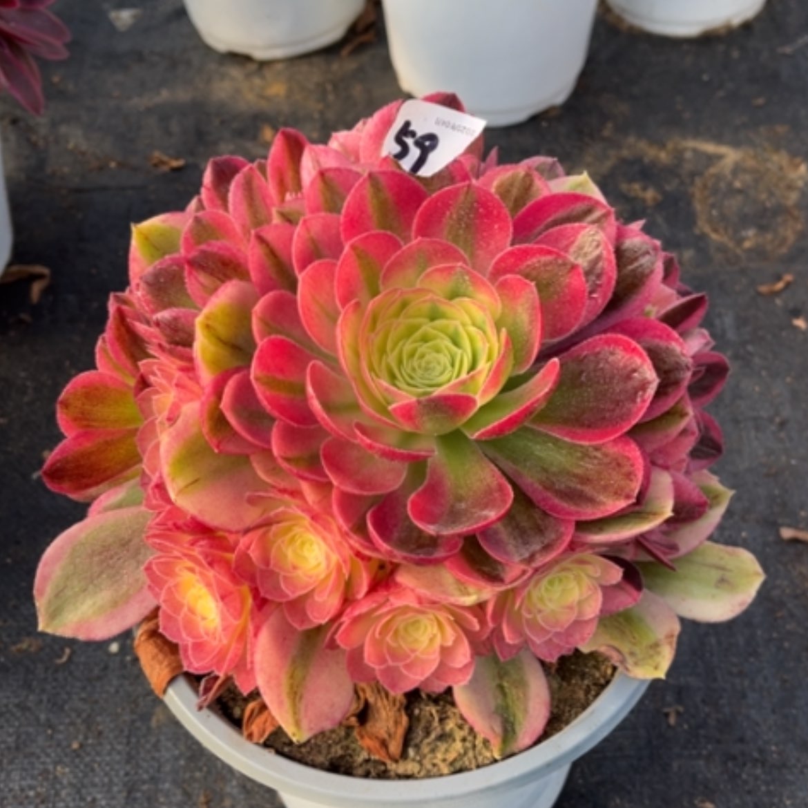 【闪购商品】59玉姿多肉法师