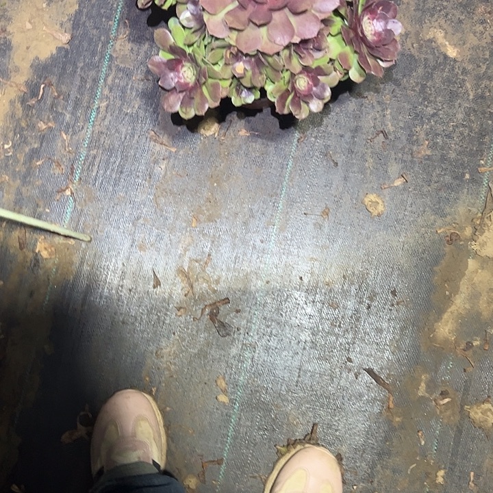 不包侧枝一物一拍