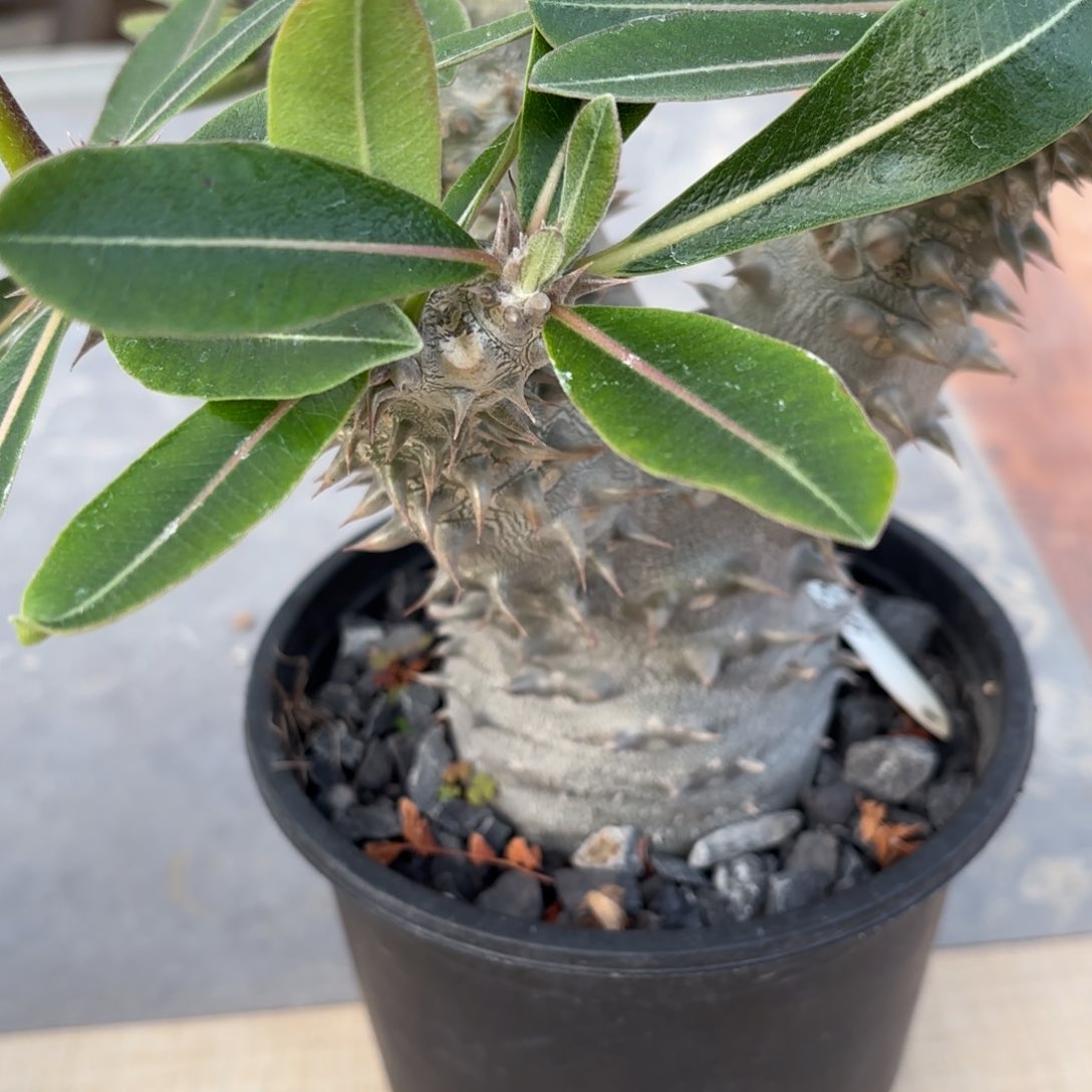 拾*大黑可带盆发货