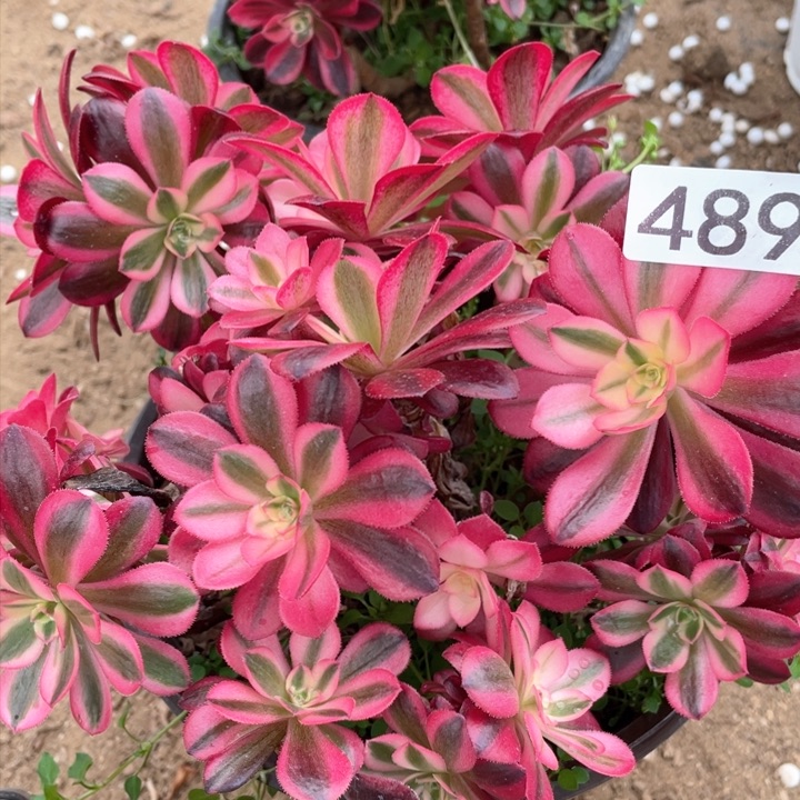 489多肉植物美杜莎有砍