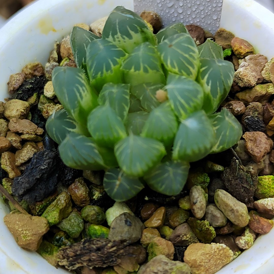 192号糊斑霓虹灯  4厘米左右一物一拍带盆