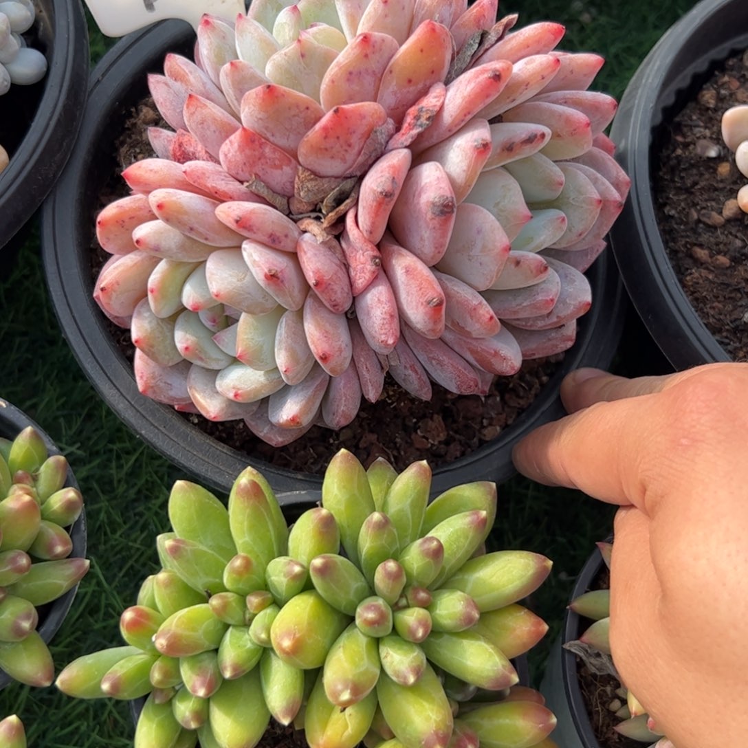 三头橙子多肉植物保护
