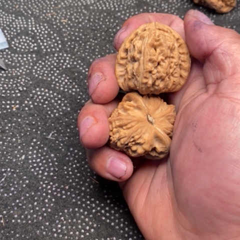 文玩核桃把件三角白5.5